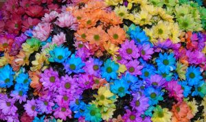 Lewat Kampung Flori, Kementan Pacu Ekspor Krisan Lewat Kampung Flori, Kementan Pacu Ekspor Krisan