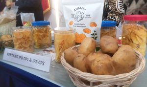 Dua Varietas Unggul Baru Kentang IPB University Genjot Kebutuhan Industri Keripik dalam Negeri
