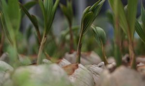 Genjot Produksi, Kementan Bangun Nursery Modern Kelapa Genjot Produksi, Kementan Bangun Nursery Modern Kelapa