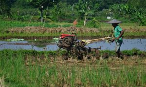 Produksi Beras di Kabupaten Bogor Hanya 65 Persen, Tidak Memenuhi Kebutuhan Masyarakat