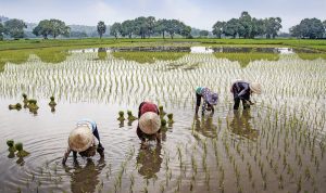 Produktivitas Padi Petani Meningkat Berkat Embung