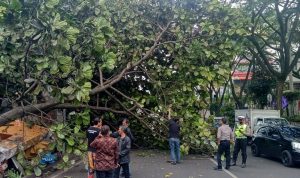 Cuaca Ekstrem, Pepohonan di Bandung Rawan Tumbang