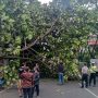 Cuaca Ekstrem, Pepohonan di Bandung Rawan Tumbang