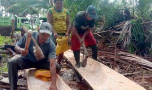 Komoditasi Perkebunan Sagu sampai saat ini masih banyak diminati. Bahkan, tingkat kubutuhannya masih tinggi.