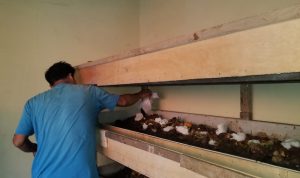 Atasi Masalah Sampah Organik Warga Bogor Budidaya Magot