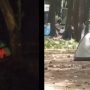 Viral Video Sejoli dalam Tenda Bergoyang, Pemkab Bogor Minta Pengelola Wisata Lebih Tegas