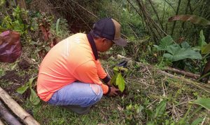 PEDULI LINGKUNGAN: Pedagang puncak saat menanamkan pohon di area Jalan Raya Puncak guna menghindari bencana longsor di Bogor. (SANDIKA FADILAH/JABARESKPRES.COM)