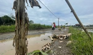 JALAN RUSAK: Warga menanam pohon pisang di tengah Jalan Tanjungjaya, Cihampelas, KBB sebagai bentuk kekesalan terhadap Pemkab. (AKMAL FIRMANSYAH/JABAREKSPRES)