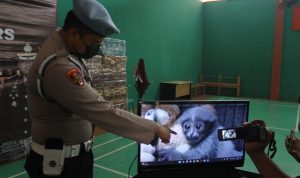 Polisi Menangkap Pelaku Perdagangan Hewan Dilindungi, Lakukan Transaksi Owa Jawa di Facebook Polisi Menangkap Pelaku Perdagangan Hewan Dilindungi, Lakukan Transaksi Owa Jawa di Facebook