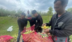 KELUHKAN HARGA: Para petani jagung sangat kecewa dengan anjloknya harga jagung di masa panen. Jagung menjadi incaran saat malam tahun baruan yang kerap untuk dibakar. (AKMAL FIRMANSYAH/JABAR EKSPRES)