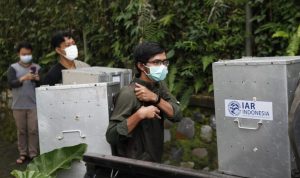 Taman Nasional Gunung Halimun Bogor Kedatangan 19 Kukang Jawa Petugas YIAR saat akan melepas liarkan hewan Kukang Jawa di Kawasan Gunung Halimun, Kabupaten Bogor. (Sandika Fadilah/doc YIAR)