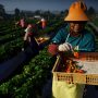 PT Bank Rakyat Indonesia atau BRI bersama PT Permodalan Nasional Madani (PT PMN) dan PT Pegadaian, dapat memberikan akses keuangan