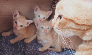 Kucing Oren Terkenal Galak, Ini Faktanya!