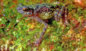 Setelah 129 Tahun Menghilang, Katak Pelangi Kini Muncul Kembali