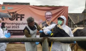 KENDALIKAN WABAH: Jabar Kick Off Penanggulangan dan Pengendalian PMK. (Akmal Firmansyah/Jabar Ekpres)