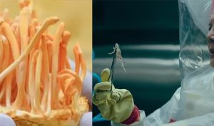 7 Fakta Jamur Cordyceps di Serial The Last of Us, Ternyata Baik untuk Kesehatan Manusia