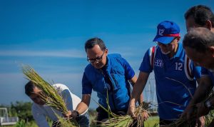 Perkuat Ketahanan Pangan Nasional, Mendag Puji Langkah Kampung Tematik di Bogor Menteri Perdagangan, Zulkifli Hasan didampingi Wali Kota Bogor, Bima Arya dan jajaran saat memotong padi organik di AEWO Mulyaharja, Kota Bogor, Sabtu (14/1). (Yudha Prananda / Jabar Ekspres)