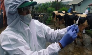 Cegah PMK, Dispernakan KBB Akan Atur Lalu Lintas Hewan Ternak