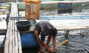 keramba jaring apung (KJA) di perairan Waduk Saguling mulai mengecilkan tebar benih untuk menghindari pontensi kerugian