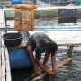 keramba jaring apung (KJA) di perairan Waduk Saguling mulai mengecilkan tebar benih untuk menghindari pontensi kerugian