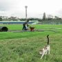 SIAPA PAKAI: Proses perawatan rumput Stadion Siliwangi Bandung yang akan dijadikan homebase Persib Bandung. (KHOLID/JABAR EKSPRES)