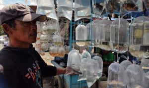 Budi, salah satu penjual di Pasar Ikan Hias sedang menunjukkan koleksi Ikan Channa. (HENDRIK MUCHLISON/JABAR EKSPRES)