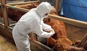 DKPP Catat, Ada Temuan Kasus LSD Pada Sapi di Jabar DKPP Catat, Ada Temuan Kasus LSD Pada Sapi di Jabar