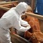 DKPP Catat, Ada Temuan Kasus LSD Pada Sapi di Jabar
