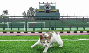 Vaksinasi dan Sterilisasi Jadi Jurus Cimahi Tangani Kucing Liar HEWAN PELIHARAAN: Kucing liar di Stadion Siliwangi. Warga diminta untuk menjaga kesehatan hewan peliharaan guna menghindari virus rabies.