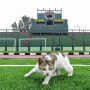 HEWAN PELIHARAAN: Kucing liar di Stadion Siliwangi. Warga diminta untuk menjaga kesehatan hewan peliharaan guna menghindari virus rabies.