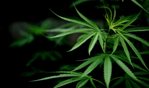 Ganja, Bahan Baku Baju Anti Peluru