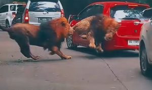 Viral! Singa Menabrak Mobil Toyota Yaris Merah di Kebun Binatang!