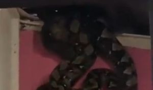 Viral Video Ular Piton di Atas Plafon Rumah! Viral Video Ular Piton di Atas Plafon Rumah!