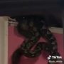 Viral Video Ular Piton di Atas Plafon Rumah!