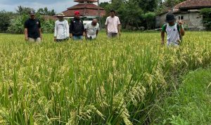 Hama Wereng Serang Pesawahan, Petani di Kecamatan Tanjungsari Terancam Gagal Panen Hama Wereng Serang Pesawahan, Petani di Kecamatan Tanjungsari Terancam Gagal Panen