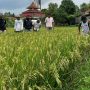 Hama Wereng Serang Pesawahan, Petani di Kecamatan Tanjungsari Terancam Gagal Panen Hama Wereng Serang Pesawahan, Petani di Kecamatan Tanjungsari Terancam Gagal Panen