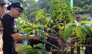 Kabupaten Bogor Jadi Salah Satu Produsen Kopi Robusta Terbesar di Jabar Kabupaten Bogor Jadi Salah Satu Produsen Kopi Robusta Terbesar di Jabar