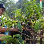 Kabupaten Bogor Jadi Salah Satu Produsen Kopi Robusta Terbesar di Jabar