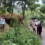 Longsor di Curug Pelangi Cimahi, Gumpalan Pohon Bambu Tutupi Jalan Kolen Masturi