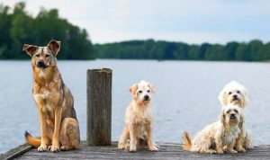 Tes IQ: Hanya Otak Cerdik yang Dapat Menganalisis Jumlah Anjing dengan Benar