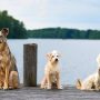 Tes IQ: Hanya Otak Cerdik yang Dapat Menganalisis Jumlah Anjing dengan Benar