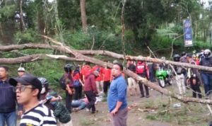 Pohon pinus menimpa seorang pengendara di Cikole Lembang. Korban tewas di TKP. (istimewa)