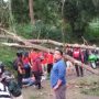 Pohon pinus menimpa seorang pengendara di Cikole Lembang. Korban tewas di TKP. (istimewa)