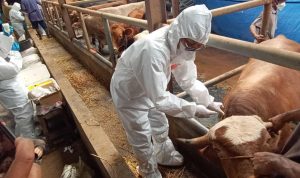 DKPP Sebut Sebaran Kasus PMK di Jabar Masih Ada