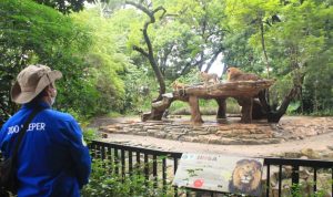 kebun binatang Kota Bandung atau Bandung Zoo menghadirkan sensasi dengan sajian buka puasa bersama (bukber) Hewan Singa di bulan Ramadan