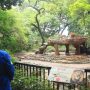 kebun binatang Kota Bandung atau Bandung Zoo menghadirkan sensasi dengan sajian buka puasa bersama (bukber) Hewan Singa di bulan Ramadan