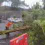 Hujan Angin Tumbangkan Pohon Setinggi 15 Meter di Kantor Bupati Bandung Barat