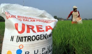 Kabupaten Bandung Alami Kelangkaan Pupuk, Bupati Layangkan Surat ke Kementan Minta Audensi Kabupaten Bandung Alami Kelangkaan Pupuk, Bupati Layangkan Surat ke Kementan Minta Audensi