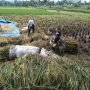 sejak enam bulan terakhir persediaan beras mengalami defisit, sehingga mengakibatkan tingginya permintaan, tapi stok di gudang terus menipis.