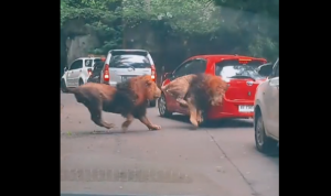 Video Viral 2 Singa Taman Safari Berkelahi dan Tabrak Mobil Pengunjung hingga Rusak